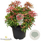 Pieris jap. 'Red Mill' 40-50 cm 10L