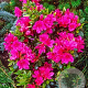 Rhododendron (AJ) 'Amoenum' 70-80 cm 40L