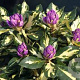 Rhododendron 'Blattgold' 50-60 cm 10L