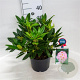 Rhododendron 'Brigitte' 30-40 cm 5,0L struik