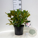 Rhododendron (C) 'Christmas Cheer' 30-40 cm 5,0L struik