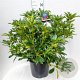 Rhododendron Graffito 60-70 cm 20L