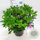 Rhododendron 'Helen Martin' 30-40 cm 5,0L struik