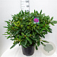 Rhododendron 'Marcel Menard' 60-70 cm 20L