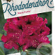 Rhododendron 'Marie Forte' 50-60 cm 20L