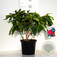 Rhododendron 'Old Port' 30-40 cm 5,0L struik