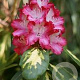 Rhododendron 'President Roosevelt' 60-70 cm 20L