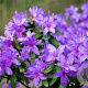 Rhododendron 'Ramapo' 25-30 cm 3,5L