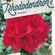 Rhododendron 'Red Jack' 80-100 cm cont. 80L