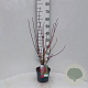 Cornus alba Baton Rouge 30-40 cm 3,0L