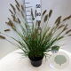 Pennisetum al. 'Hameln' 25-30 cm 3,5L