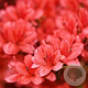 Azalea (J) 'Rex' 40-50 cm 10L