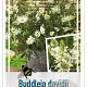 Buddleja davidii 'Free Petite' 40-50 cm 3,0L