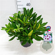Rhododendron 'Pinguin' 30-40 cm 5,0L struik