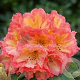 Rhododendron 'Scyphocalix' 60-70 cm 20L