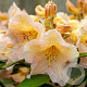 Rhododendron 'Tortoiseshell Yellow' 30-40 cm 5,0L struik