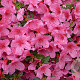 Rhododendron (J) 'Madame van Hecke' 40-50 cm 10L