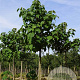Paulownia tomentosa 18-20 HO draadkluit
