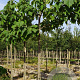 Paulownia tomentosa 18-20 HO draadkluit