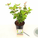 Viburnum tinus 'Rock 'n Rolla'PBR 30-40 cm 3,0L
