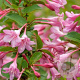 Weigela florida 'Pink Princess' 30-40 cm 3,0L