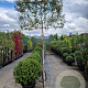 Elaeagnus ebbingei 6-8 cm container 200 cm stam leiboom