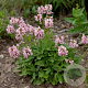Stachys monieri 'Saharan Pink' GM P9