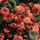 Chrysanthemum (I) 'Bronzekrone' GM P9