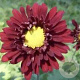 Chrysanthemum (I) 'Ceddie Mason' GM P9