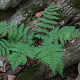Dryopteris carthusiana GM P9