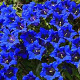 Gentiana 'Blue Star' GM P9