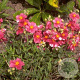 Helianthemum 'Raspberry Ripple' GM P9