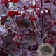 Heuchera 'Melting Fire' GM P9