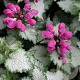 Lamium mac. 'Sterling Silver' GM P9