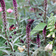 Lysimachia atropurpurea GM P9