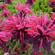 Monarda Dancing Bird GM P9