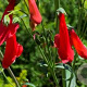 Penstemon b. 'Coccineus' GM P9