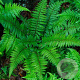 Polystichum makinoi GM P9