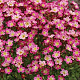 Saxifraga (A) 'Pixi Pan Red' GM P9