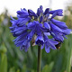 Agapanthus Ever Sapphire GM P9