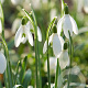 Galanthus nivalis GM P9