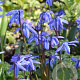 Scilla siberica 'Spring Beauty' GM P9