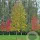 Liquidambar styraciflua 'Moraine' 16-18 HO draadkluit