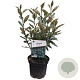 Elaeagnus ebbingei 30-40 cm 3,0L
