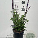 Salvia nem. 'Caradonna' GM 2,0L