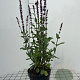 Salvia nem. 'Caradonna' GM 2,0L