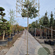 Quercus ilex 10-12 cm container LEIVORM 200 cm stam