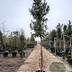 Quercus ilex 10-12 cm container LEIVORM 200 cm stam