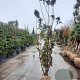 Sambucus nigra Black Tower 250-300 cm draadkluit solitair