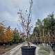 Cornus florida rubra 250-300 cm cont. 150L